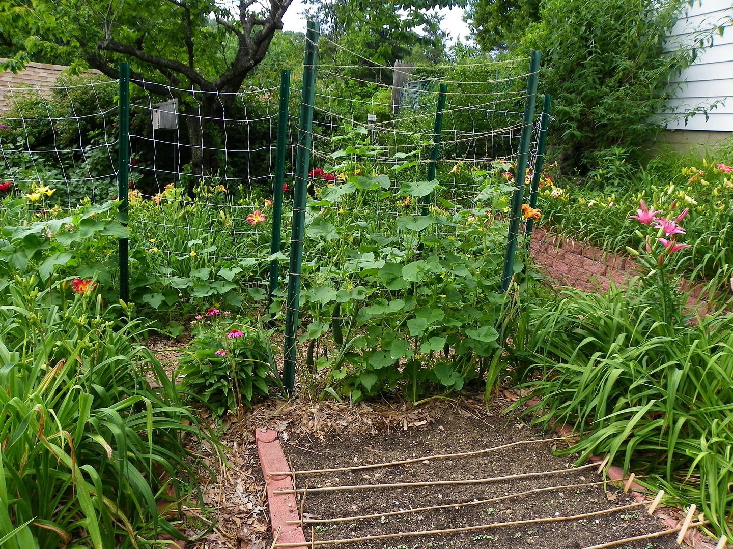  photo cucumbergarden_zps2eb7b987.jpg